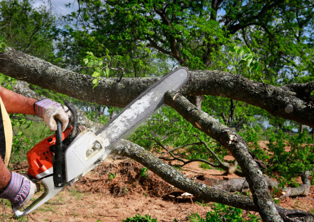 Best Seasonal Cleanup (Spring/Fall)  in Alice, TX